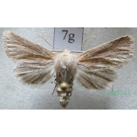 Denticucullus pygmina (Haworth, 1809) Czech7g